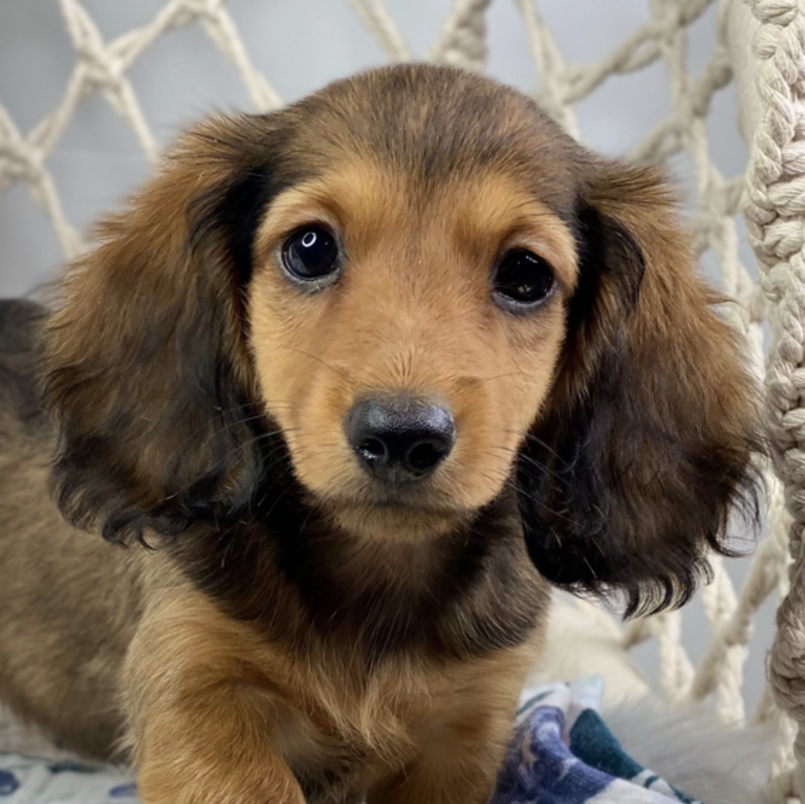 comprar cachorros sanos, baratos y asequibles para la venta